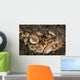 Head Detail Stargazer Lembeh Wall Decal Design 1