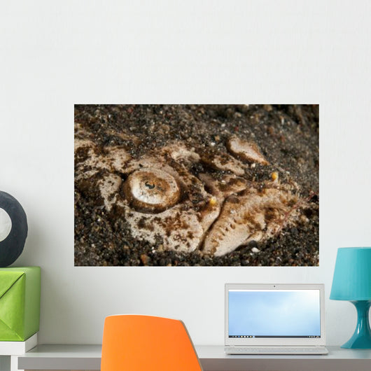 Head Detail Stargazer Lembeh Wall Decal Design 1