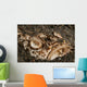 Head Detail Stargazer Lembeh Wall Decal Design 1