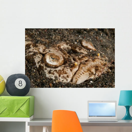 Head Detail Stargazer Lembeh Wall Decal Design 1