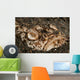 Head Detail Stargazer Lembeh Wall Decal Design 1