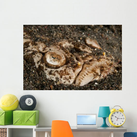 Head Detail Stargazer Lembeh Wall Decal Design 1