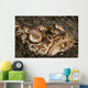 Head Detail Stargazer Lembeh Wall Decal Design 1