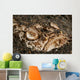 Head Detail Stargazer Lembeh Wall Decal Design 1