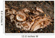 Head Detail Stargazer Lembeh Wall Decal Design 1