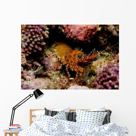Orange and Red Spotted Wall Decal