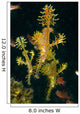 Three Harlequin Ghost Pipefish Wall Decal Design 1