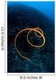 Spiraling Orange Sea Whip Wall Decal