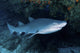 Ragged-tooth Shark under Colorful Wall Decal