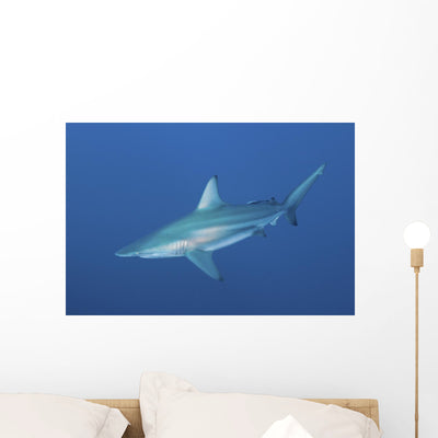 Oceanic Blacktip Shark South Left Side Wall Decal shown on a wall