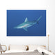 Oceanic Blacktip Shark South Left Side Wall Decal