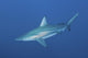 Oceanic Blacktip Shark South Left Side Wall Decal