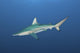 Oceanic Blacktip Shark South Distant Wall Decal