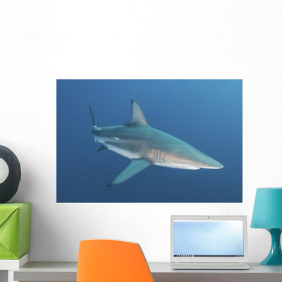 Oceanic Blacktip Shark South Wall Decal shown on a wall