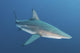 Oceanic Blacktip Shark South Wall Decal