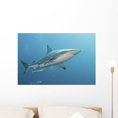 Oceanic Blacktip Shark Right Profile Wall Decal shown on a wall