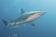 Oceanic Blacktip Shark Right Profile Wall Decal
