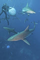 Oceanic Blacktip Sharks Waiting Vertical Wall Decal