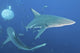 Oceanic Blacktip Sharks Fighting Close-up Wall Decal
