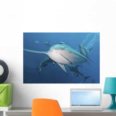 Several Oceanic Blacktip Sharks Wall Decal shown on a wall