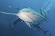 Several Oceanic Blacktip Sharks Wall Decal