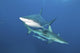 Oceanic Blacktip Sharks Horizontal Wall Decal
