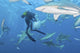 Oceanic Blacktip Sharks Waiting Horizontal Wall Decal