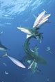 Oceanic Blacktip Sharks Vertical Wall Decal