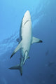 Oceanic Blacktip Shark Near Surface Wall Decal