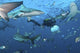 Oceanic Blacktip Sharks Waiting Wall Decal