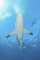 Oceanic Blacktip Shark Underneath Wall Decal