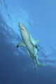 Oceanic Blacktip Shark Vertical Wall Decal