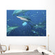 Oceanic Blacktip Sharks Fighting Wall Decal