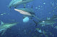 Oceanic Blacktip Sharks Fighting Wall Decal