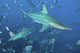 Oceanic Blacktip Sharks Cloud Wall Decal