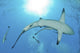 Sunrays Shining Oceanic Blacktip Wall Decal