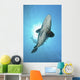 Large Potato Cod with Wall Decal