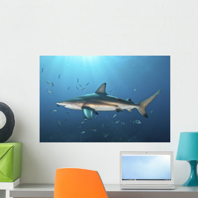 Oceanic Blacktip Shark with Fish Wall Decal shown on a wall
