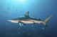 Oceanic Blacktip Shark with Fish Wall Decal