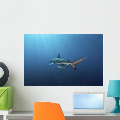 Oceanic Blacktip Shark Swimming Away Wall Decal shown on a wall