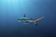 Oceanic Blacktip Shark Swimming Away Wall Decal