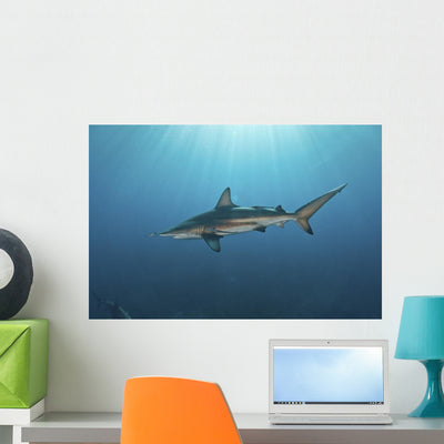 Oceanic Blacktip Shark Distant Wall Decal shown on a wall
