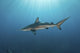 Oceanic Blacktip Shark Distant Wall Decal