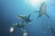 Oceanic Blacktip Sharksin Waters Wall Decal