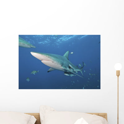 Oceanic Blacktip Shark Left Profile Wall Decal shown on a wall