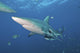 Oceanic Blacktip Shark Left Profile Wall Decal