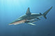 Oceanic Blacktip Shark Wall Decal