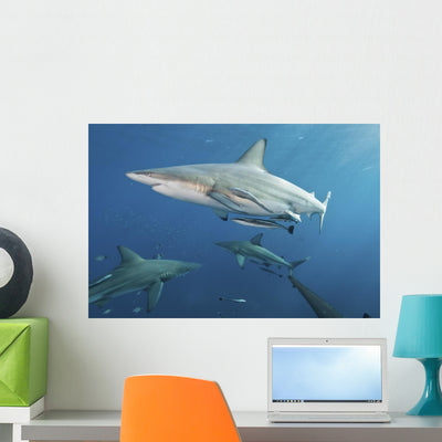Oceanic Blacktip Sharks Wall Decal shown on a wall