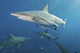 Oceanic Blacktip Sharks Wall Decal
