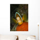 Clownfish Defending Its Clutch Wall Decal
